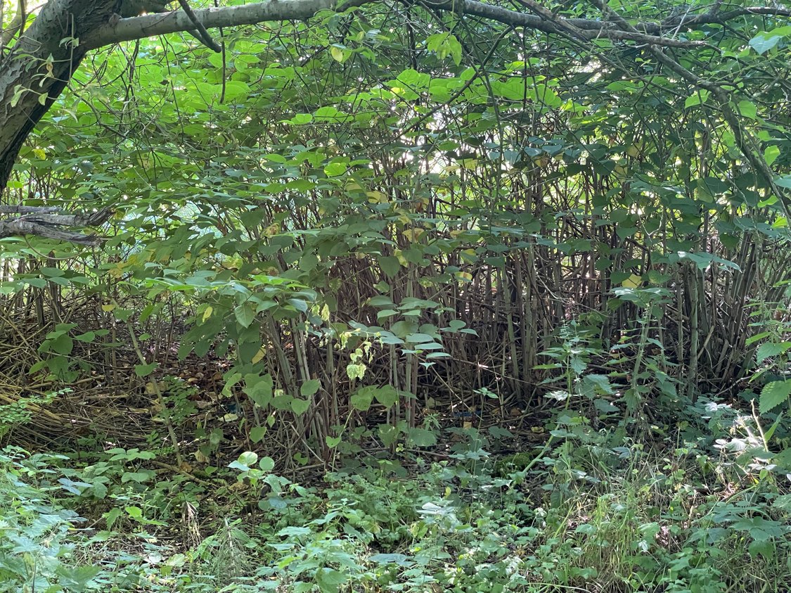 A dense, tall thicket of Japanese Knotweed stems growing in a wild, unmanaged garden area.