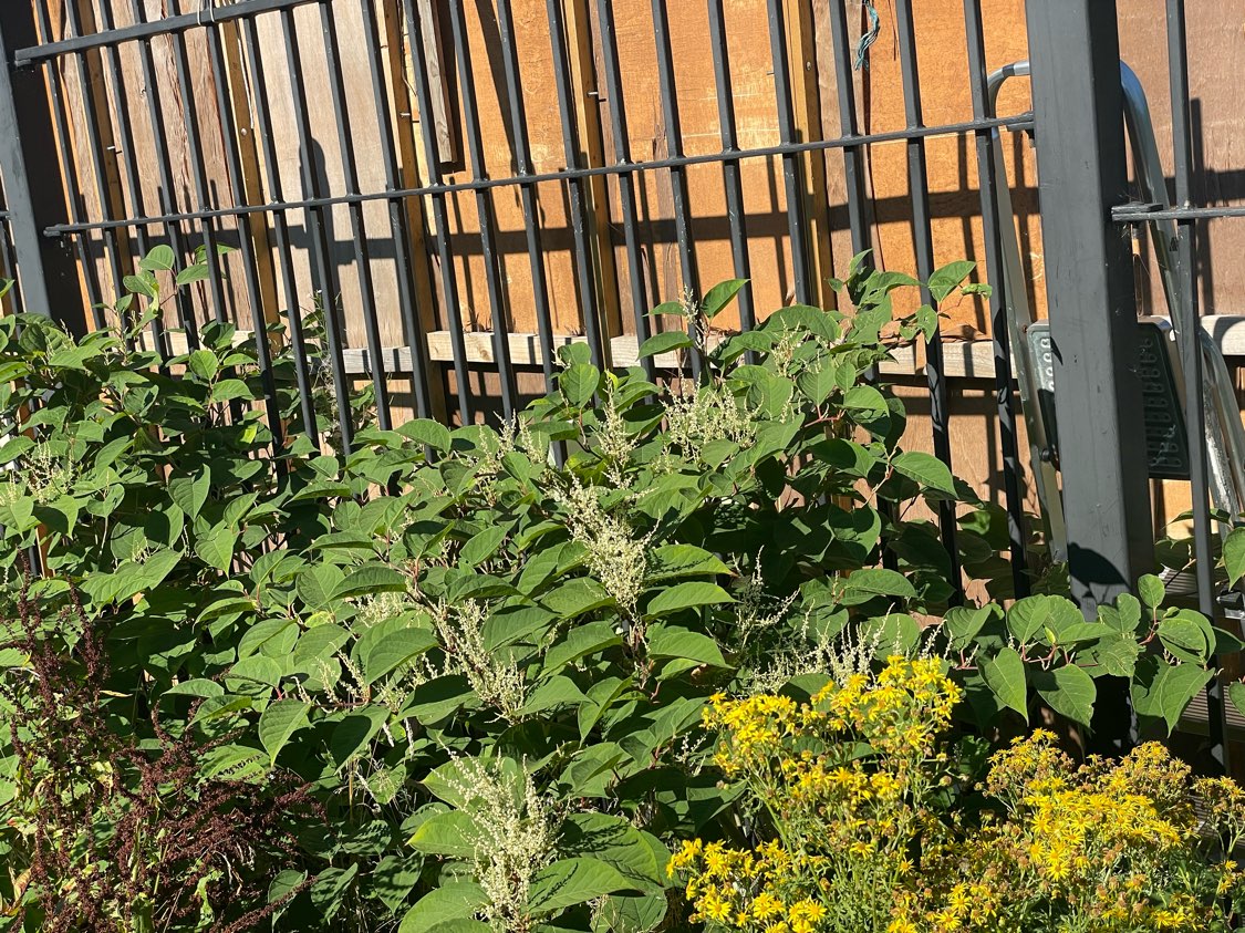 Close-up of flowering Japanese Knotweed stems behind a metal railing fence in a garden.