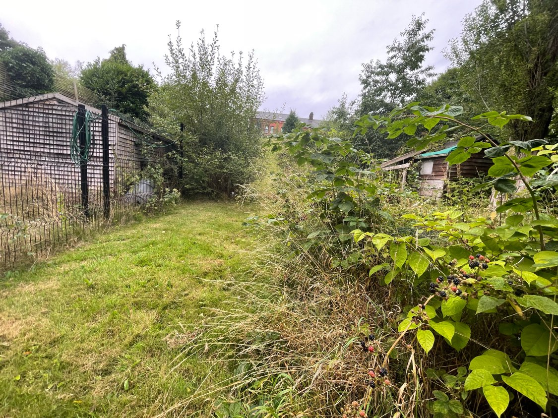 An overgrown residential plot heavily infested with Japanese Knotweed and wild grasses near a shed.