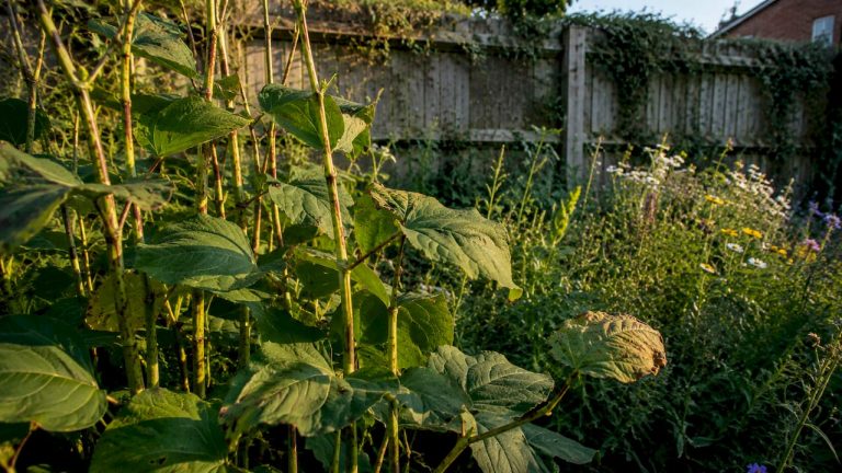 How to recognise Japanese knotweed: a homeowner’s guide