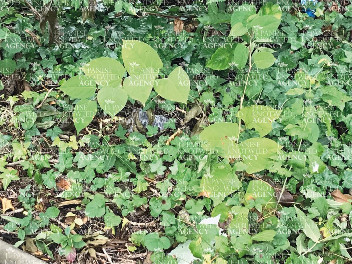 Close up photo showing the characteristic heart-shaped leaves and growth pattern of Japanese Knotweed in a residential garden.