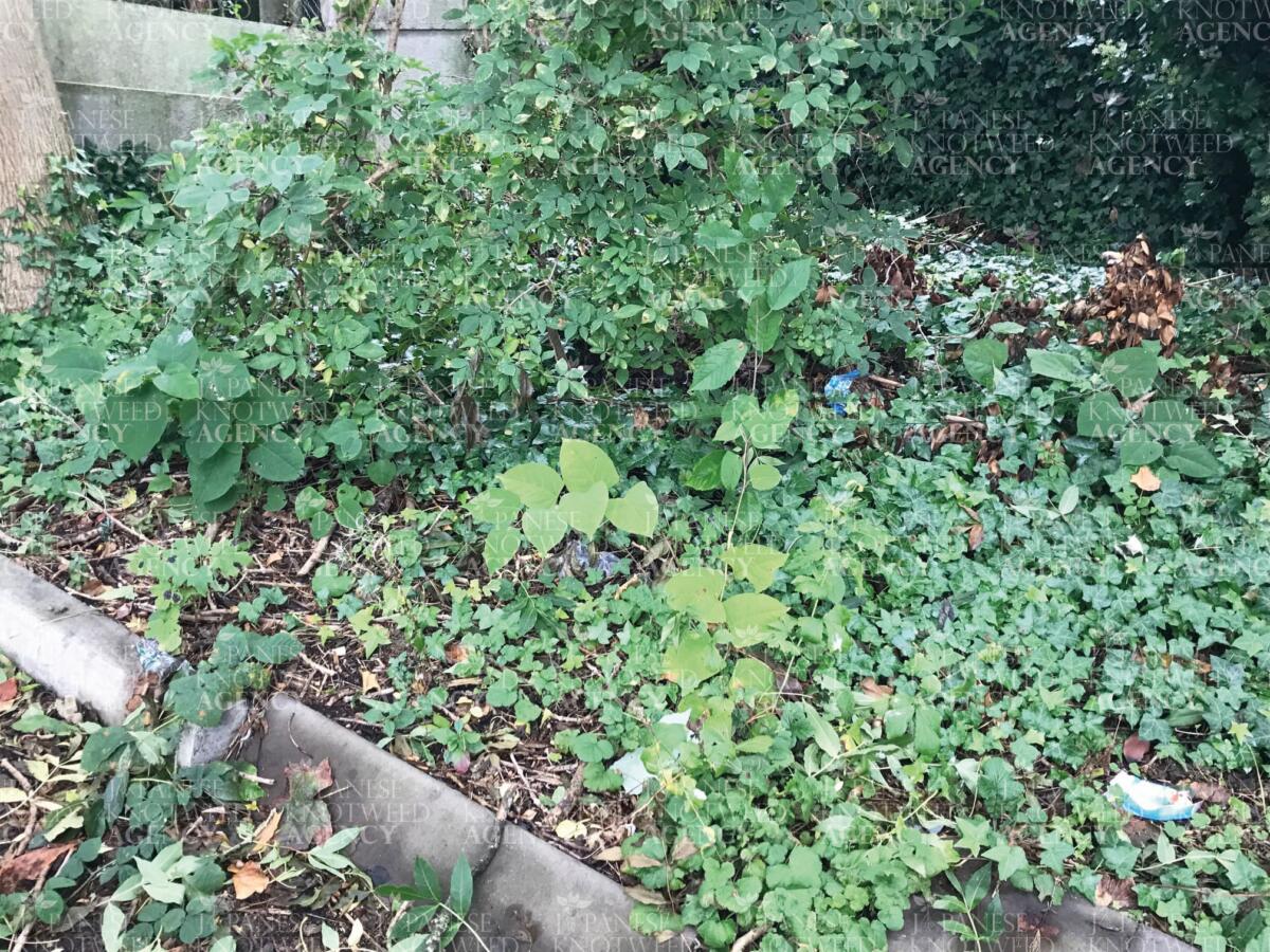 New Japanese Knotweed growth emerging from the ground in an area with previous site disturbance or clearing.