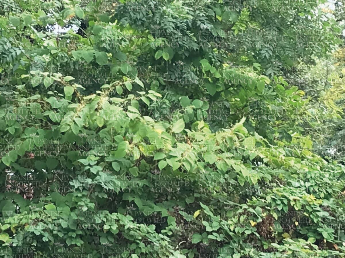 Close up of dense Japanese Knotweed leaves and stems, typical of a site requiring professional survey and removal.