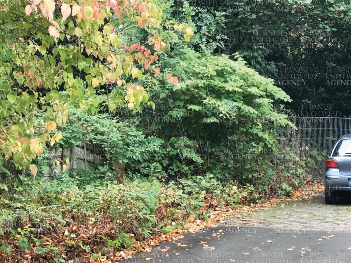 Large Japanese Knotweed growth encroaching on a residential pathway and property boundary, needing professional removal.