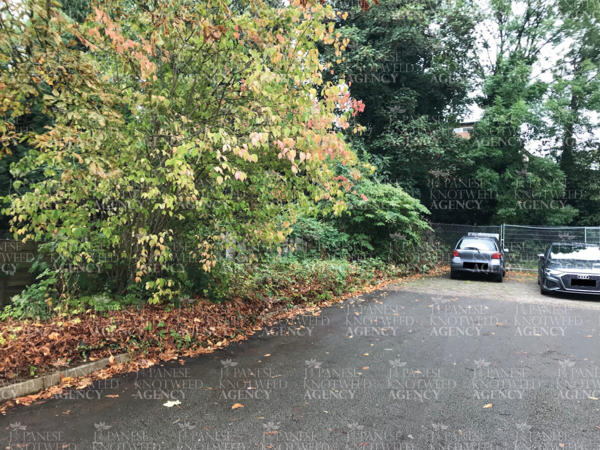 A mature Japanese Knotweed infestation located on the edge of a commercial parking area, showing dense growth and leaf structure.