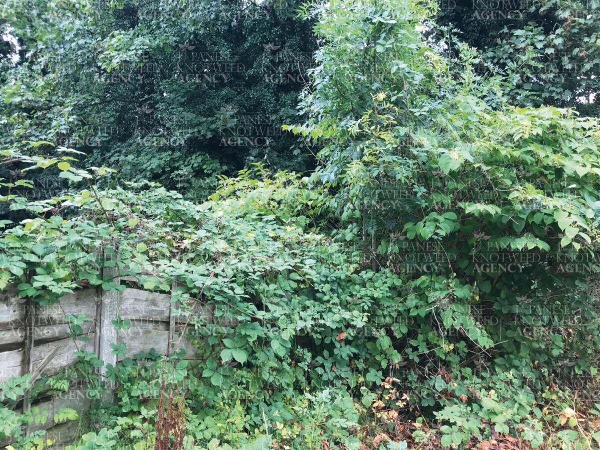 Japanese Knotweed spreading across a garden fence line, posing a risk to property boundaries.