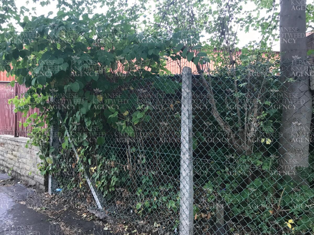 Japanese Knotweed stems growing through chain-link fencing, showing how it can breach residential property boundaries.