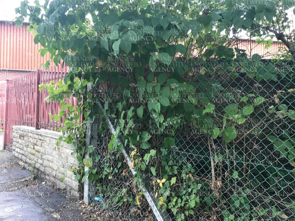 A severe Japanese Knotweed infestation growing through and against a chain-link boundary fence on a commercial property.