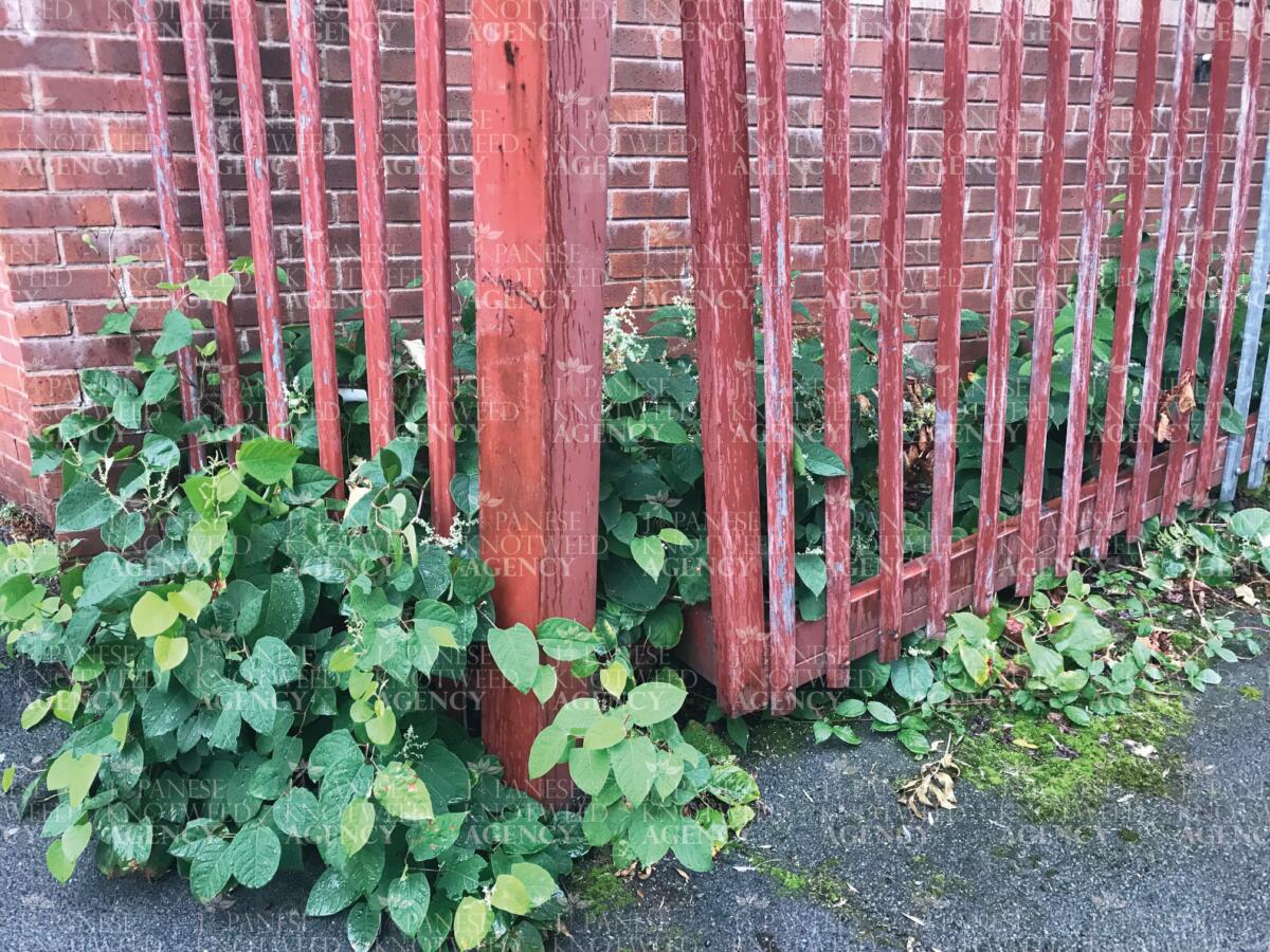 Japanese Knotweed stems growing behind a red iron fence against a brick wall, threatening structural integrity.