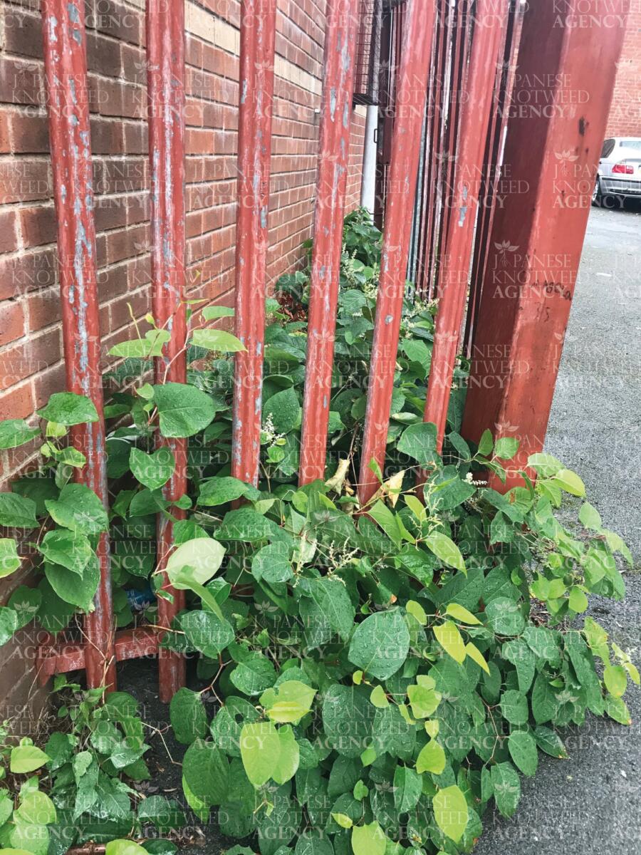 Japanese Knotweed stems pushing through a metal fence and growing against a brick wall, causing potential structural damage.