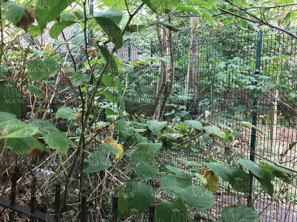 Japanese Knotweed growing behind a metal security fence, showing its ability to spread rapidly in protected areas.