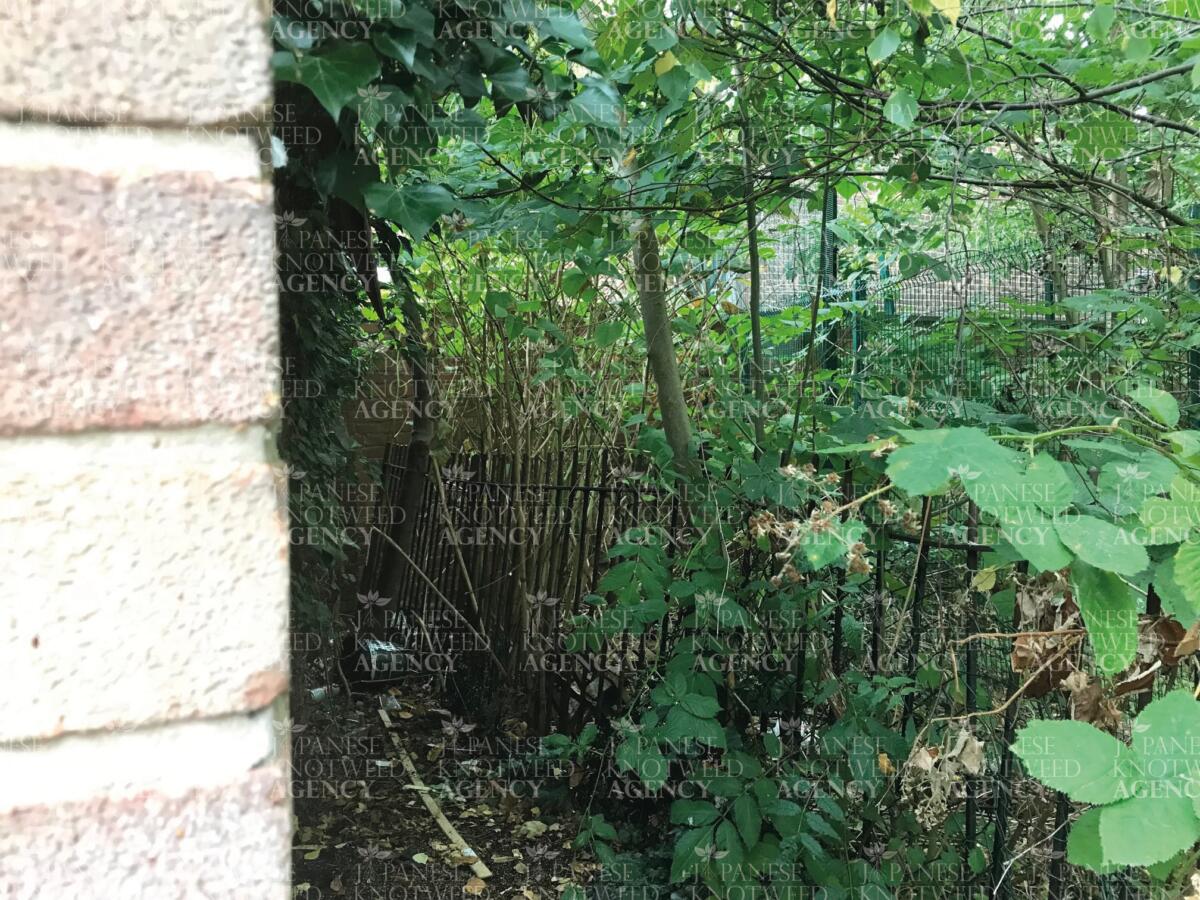 Dense Japanese Knotweed growth hidden in the corner of a garden, highlighting the importance of thorough professional surveys.
