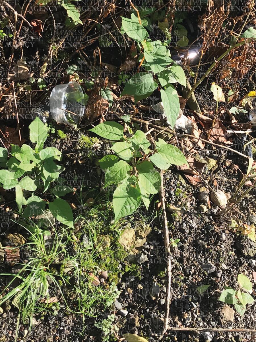 Young Japanese Knotweed shoots growing in soil, crucial for early identification and effective treatment.
