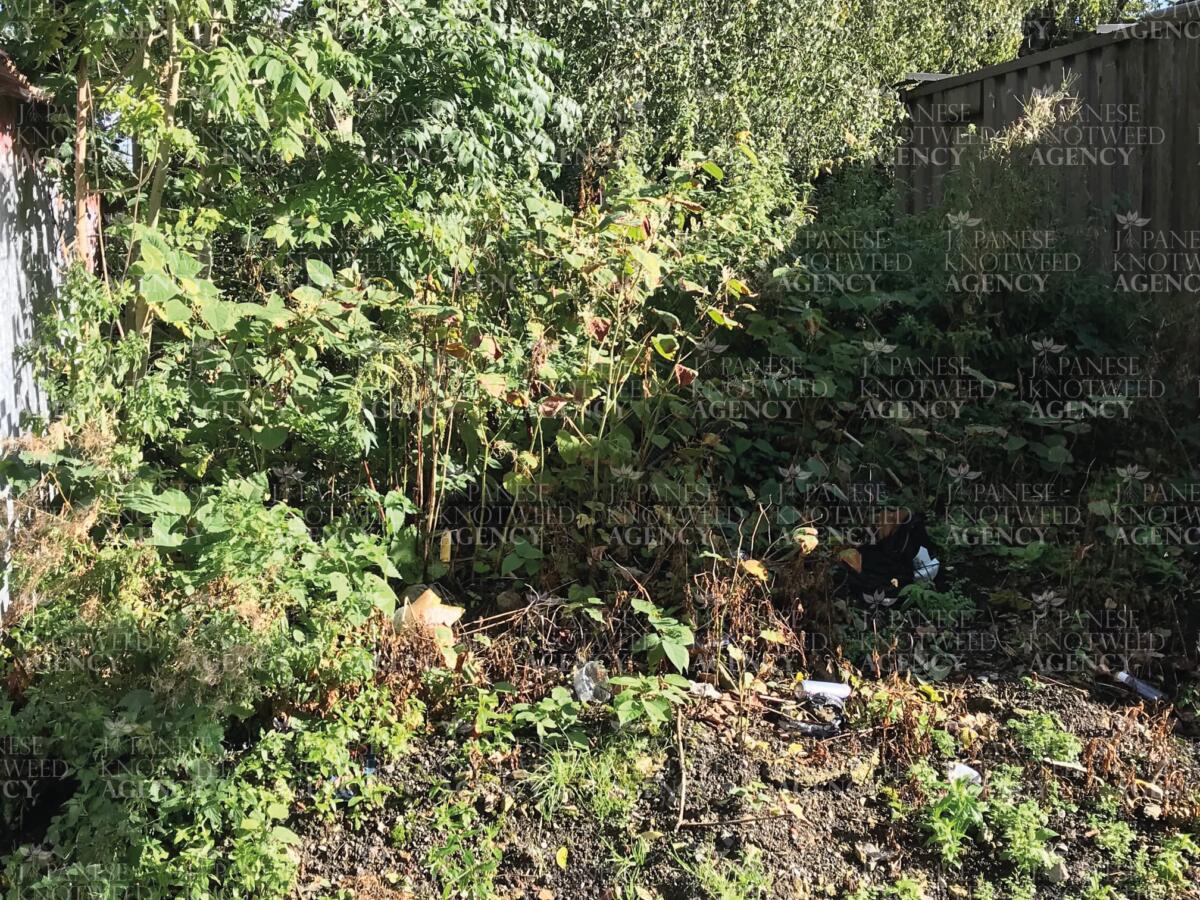 An untidy garden area suffering from a severe Japanese Knotweed infestation, requiring professional excavation services.