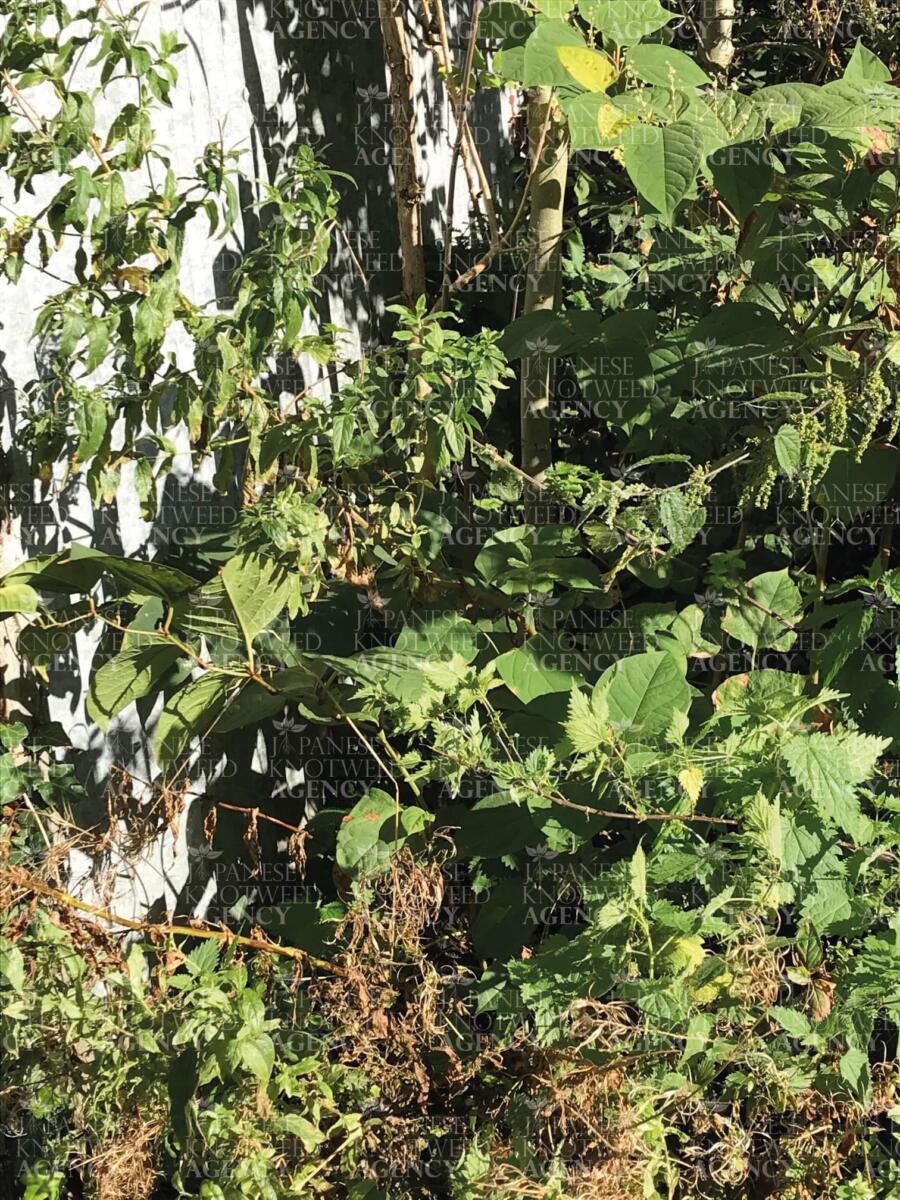 Detailed view of Japanese Knotweed stems and leaves showing typical growth characteristics for accurate species identification.
