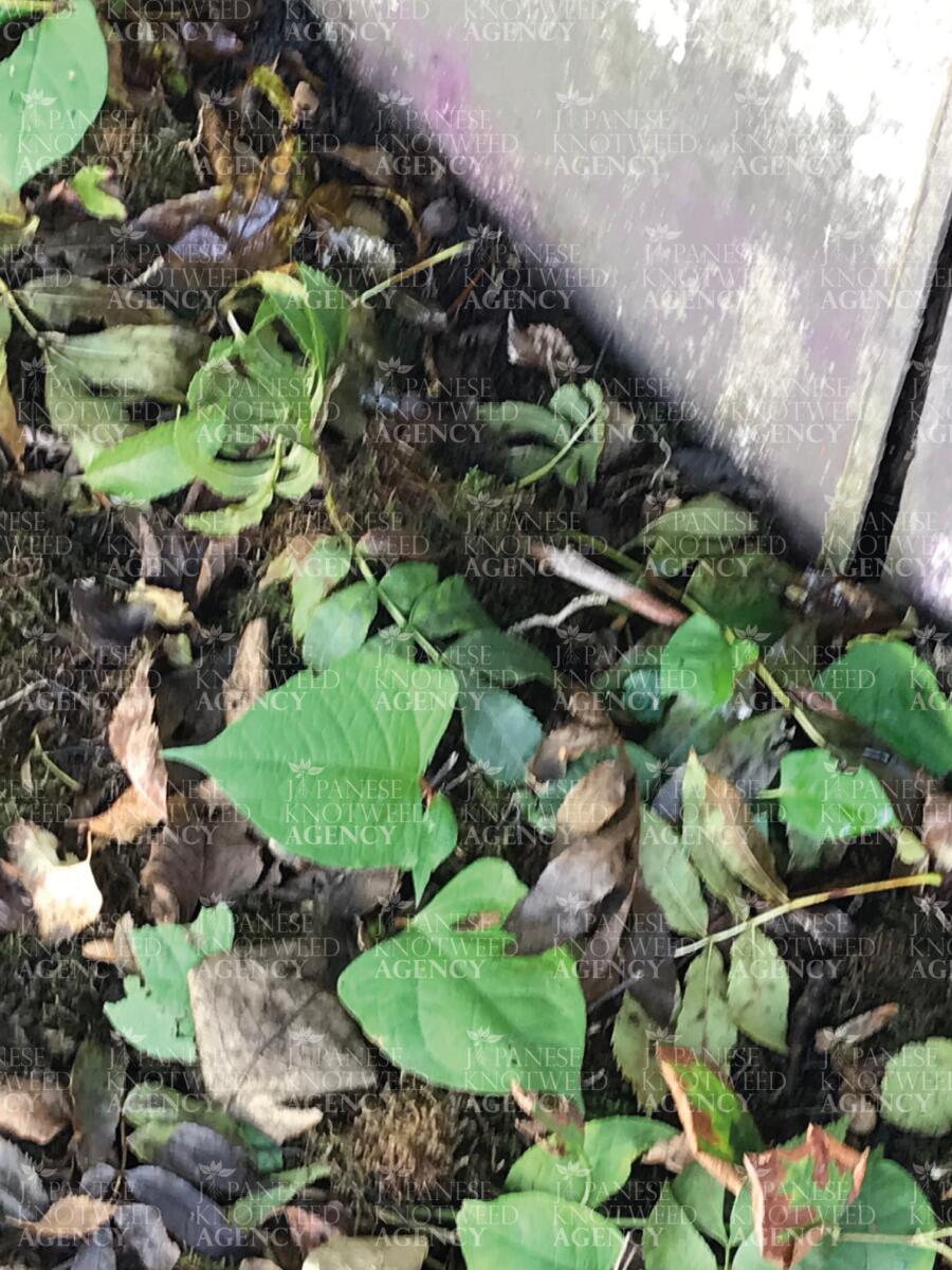 Young Japanese Knotweed seedlings emerging near a wall, highlighting the invasive nature and persistent root system.