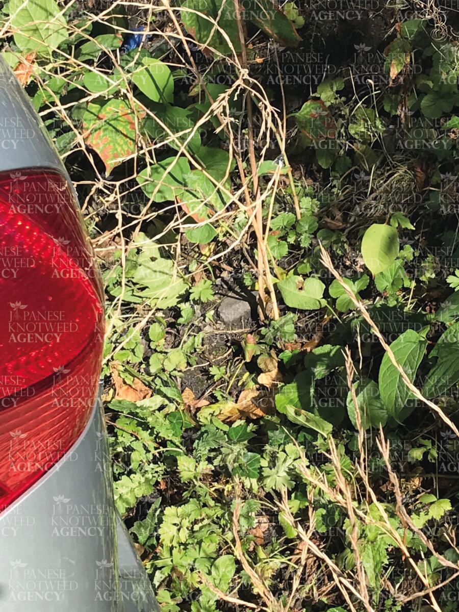 Japanese Knotweed stems growing near a vehicle, highlighting the danger of spreading invasive plants to new areas.