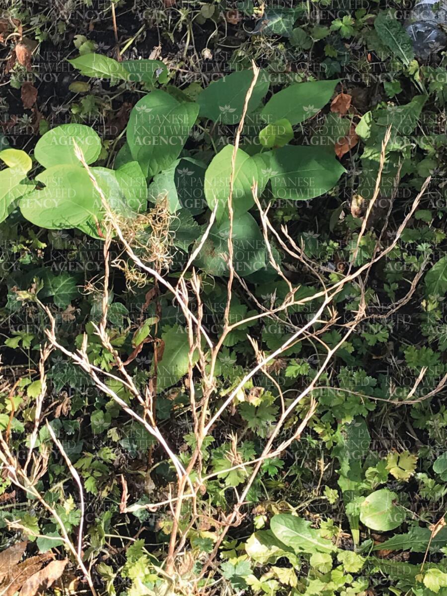Detailed view of the distinct stems and leaves of Japanese Knotweed for identification purposes before professional treatment.