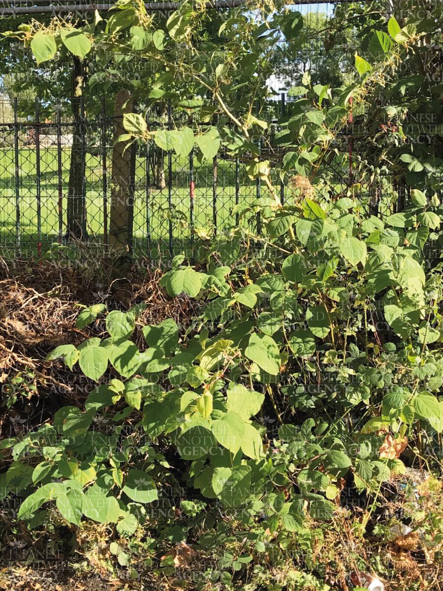 Japanese Knotweed plant growing through a metal fence in a residential area, requiring urgent professional treatment plans.