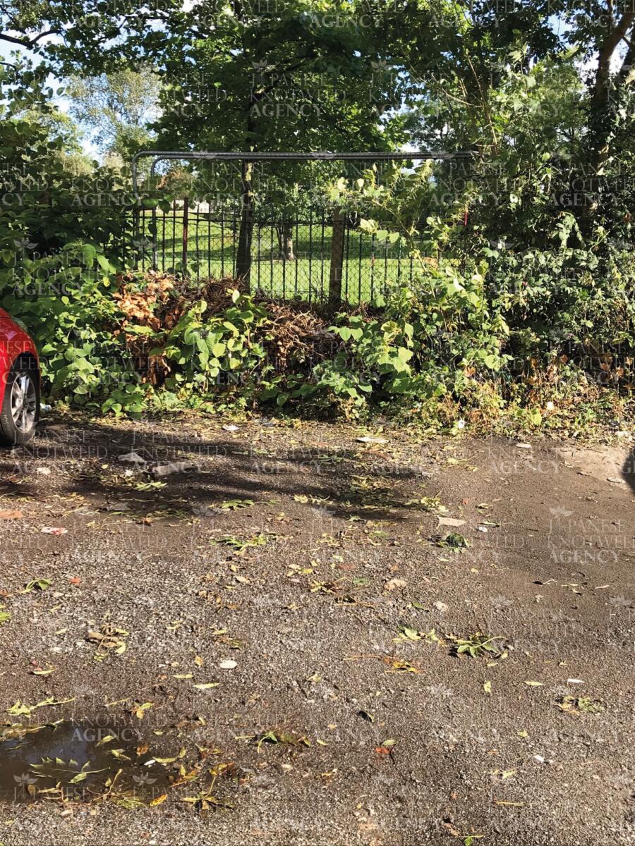 An overgrown area during a professional Japanese Knotweed survey, showing the density of the infestation.
