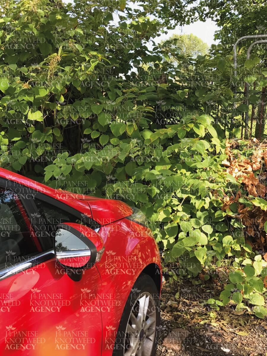 A red car parked next to a large patch of invasive Japanese Knotweed in a residential driveway.