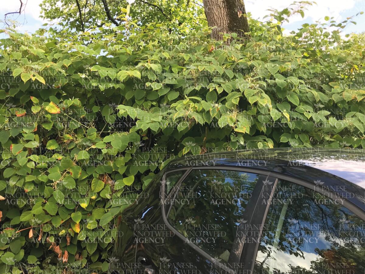 A large clump of Japanese Knotweed positioned directly next to a parked car, highlighting garden encroachment.