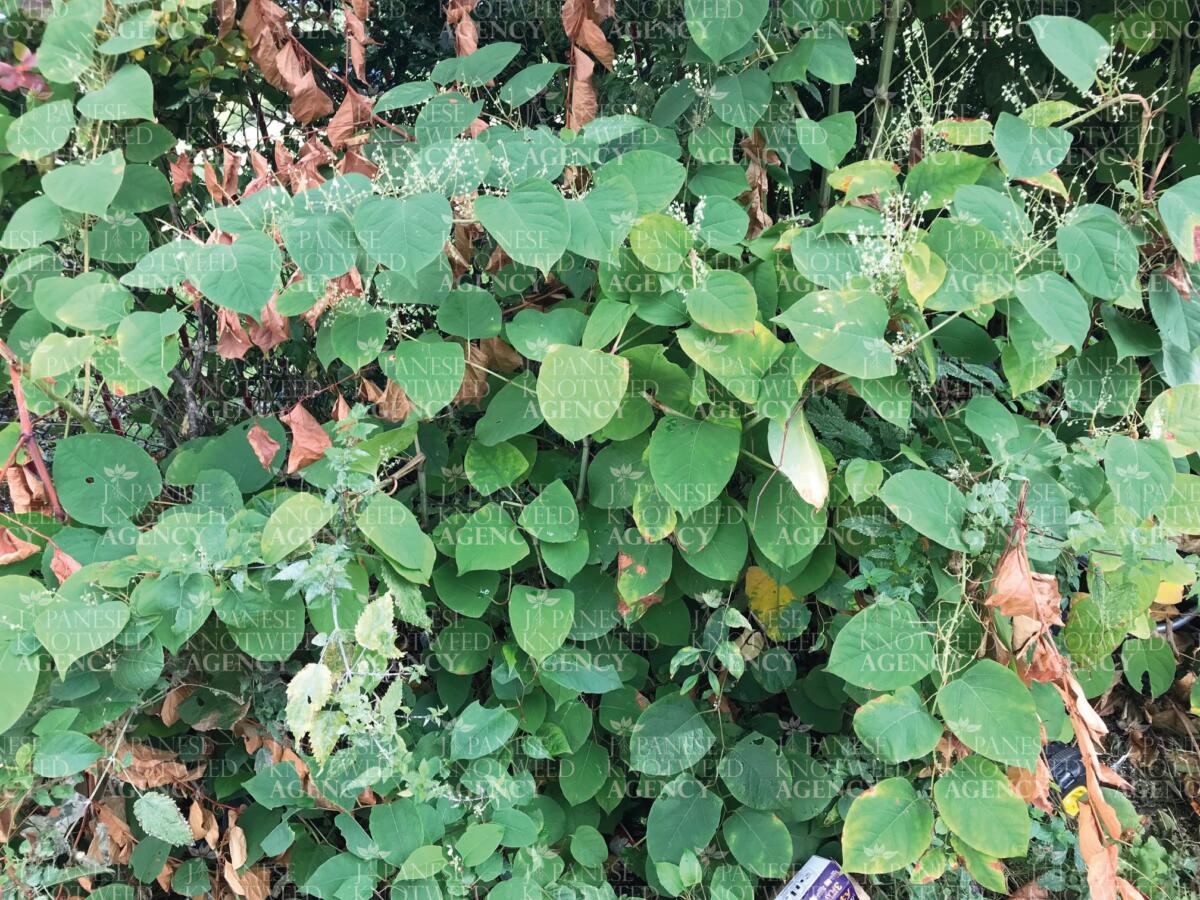 A dense thicket of Japanese Knotweed featuring mature leaves and flowering stems during the peak growth season.