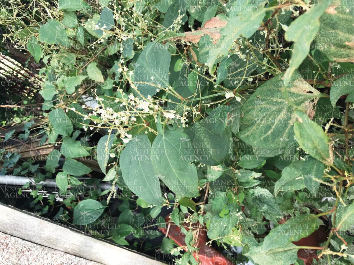 Detailed macro photograph of white Japanese Knotweed flowers, useful for identification during the late summer months.
