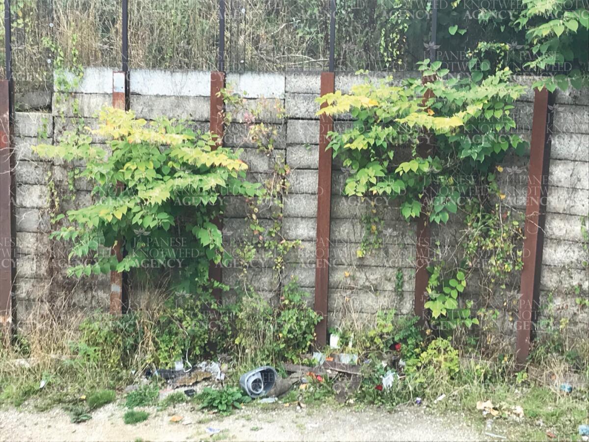 Japanese Knotweed plants growing against a concrete wall, showing the invasive risk to property boundaries.