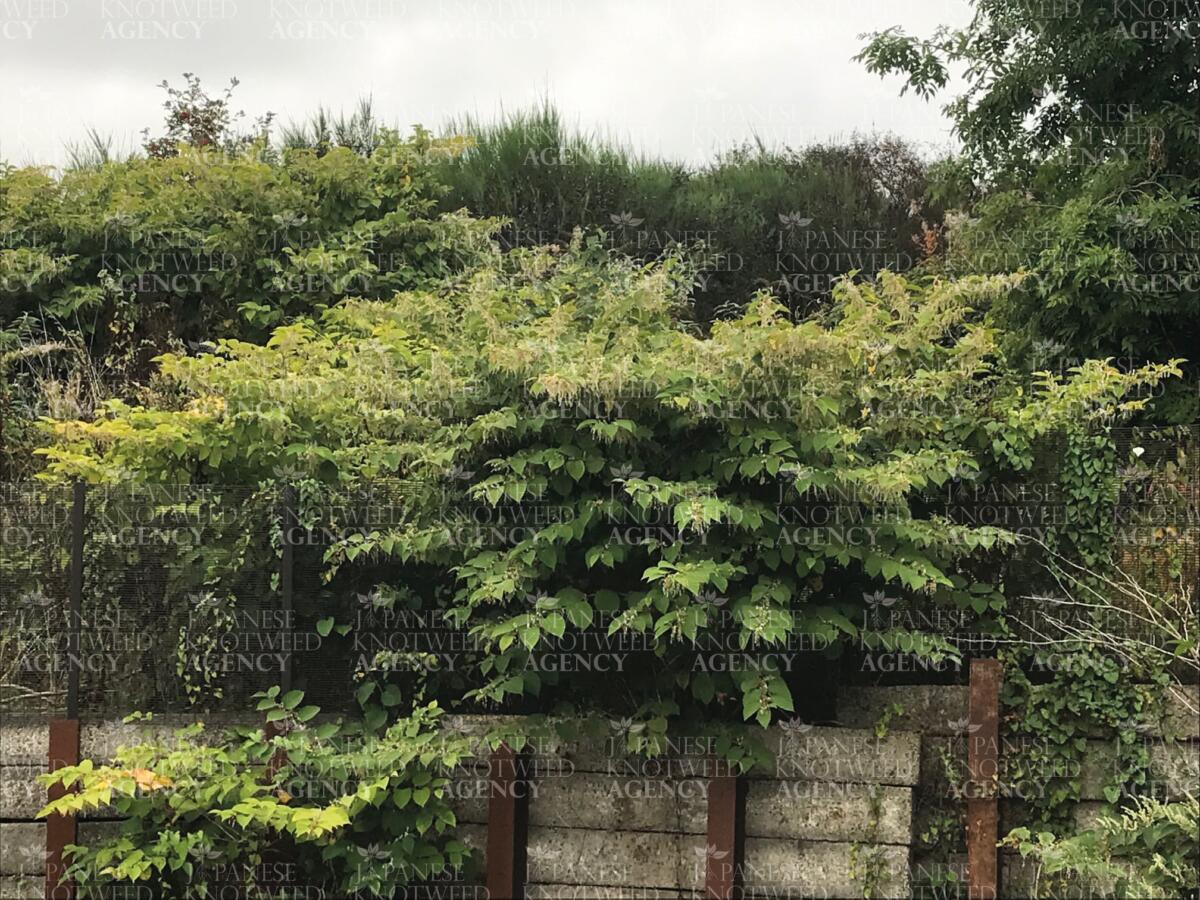 Close up of mature Japanese Knotweed plant growing in a garden setting, requiring professional identification and removal services.