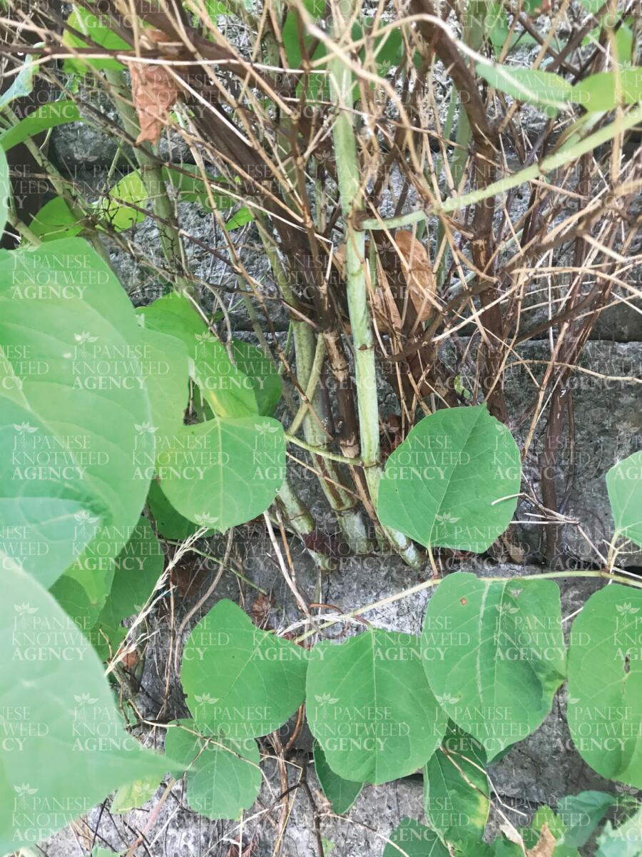 Close up photo showing the characteristic zig-zag growth pattern of Japanese Knotweed stems for site survey identification.