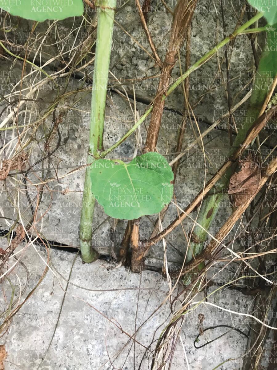 Close-up image of a Japanese Knotweed stem emerging through a crack in a concrete structure, demonstrating its structural damage potential.