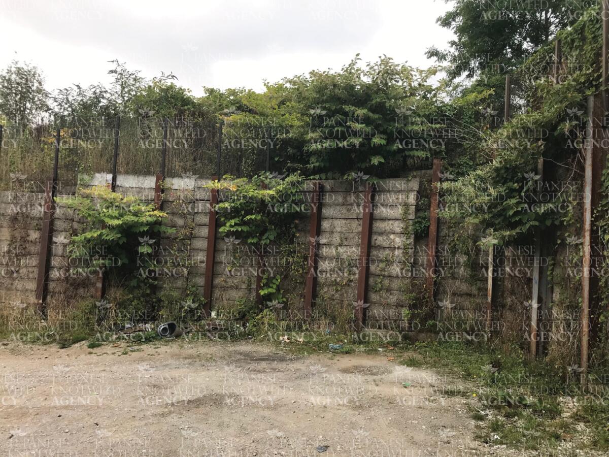Japanese Knotweed plants growing within a stone retaining wall, requiring professional excavation and removal.
