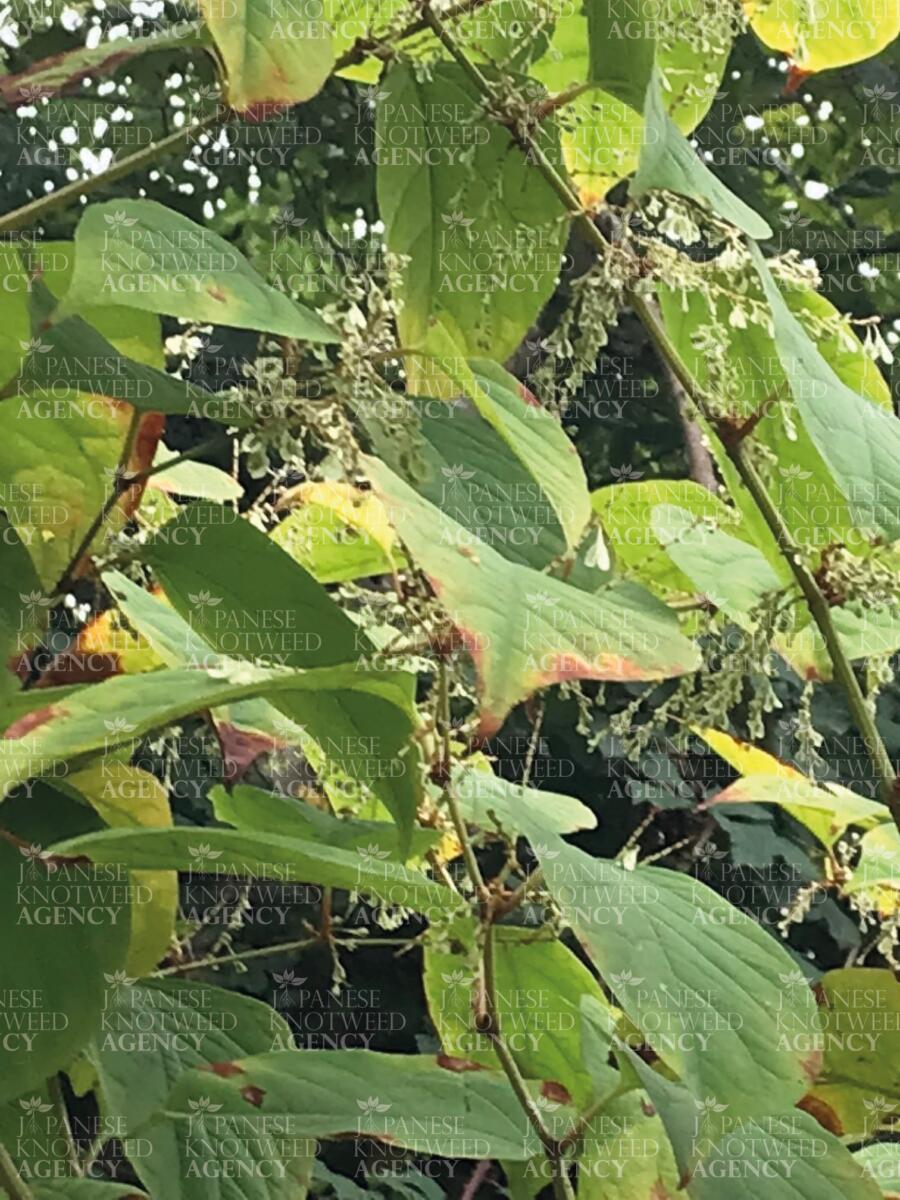 Detailed view of the delicate white flowers of Japanese Knotweed, confirming the presence of the invasive plant.
