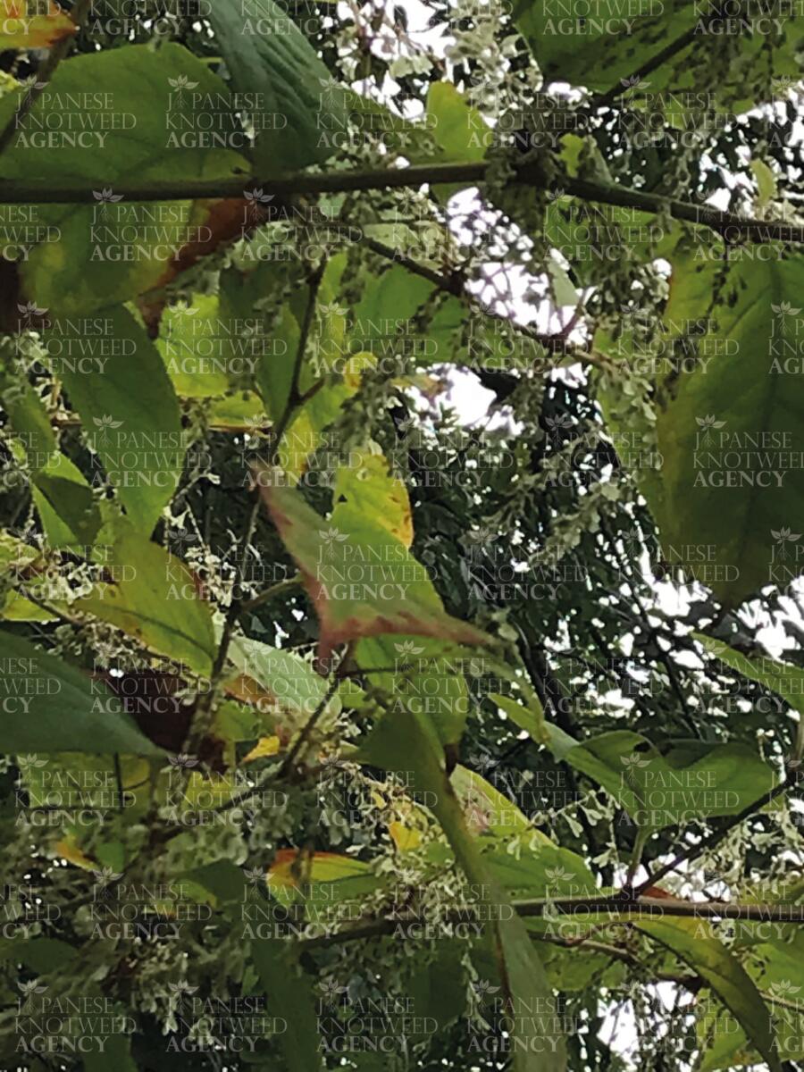 Extreme close-up of Japanese Knotweed inflorescence and foliage, essential for visual identification of the invasive species.