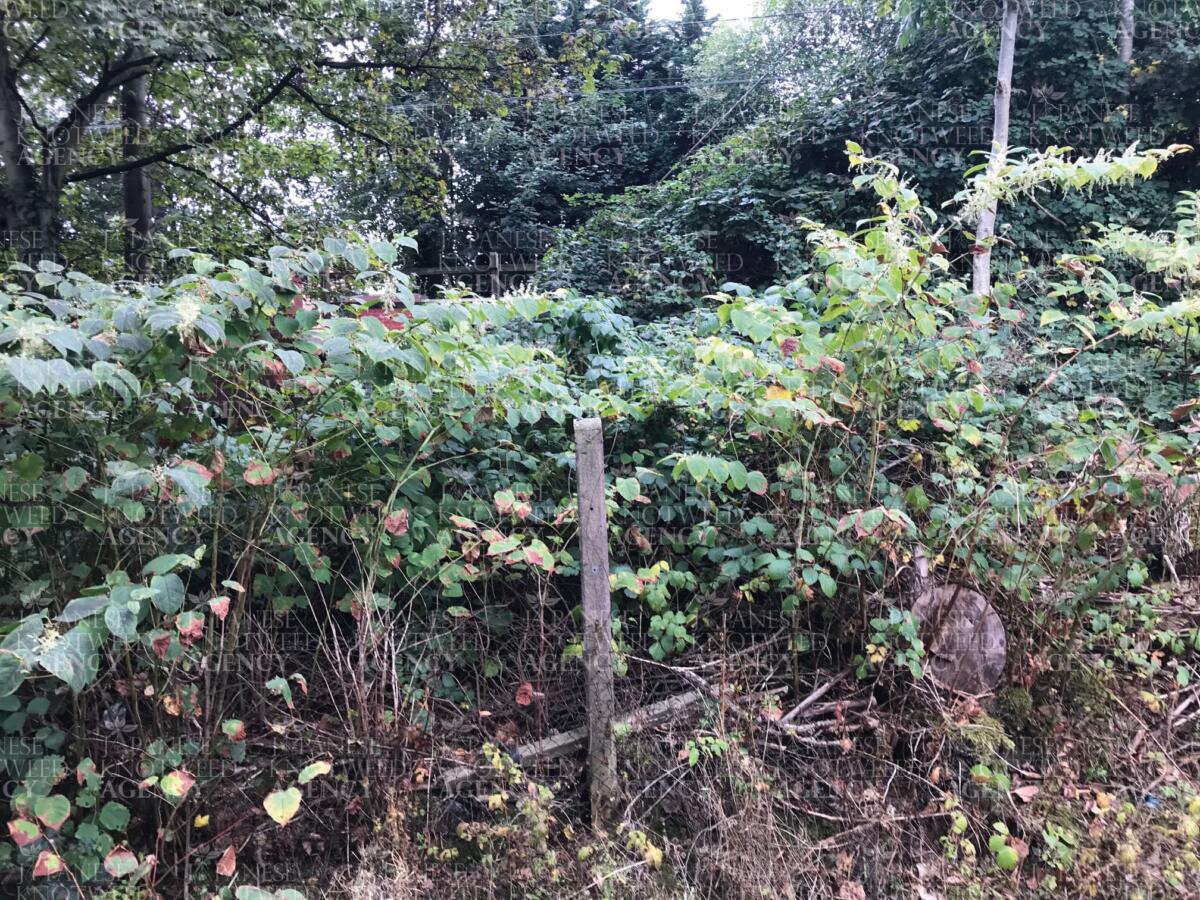 Close-up view of Japanese Knotweed foliage in an overgrown garden, showing its characteristic heart-shaped leaves for easy identification.