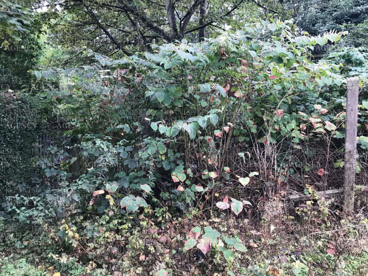 Field technician conducting a survey of Japanese Knotweed growing in a bushy residential garden area.