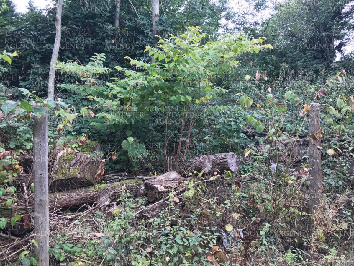A large Japanese Knotweed infestation located near trees and foliage, requiring expert site survey and management.