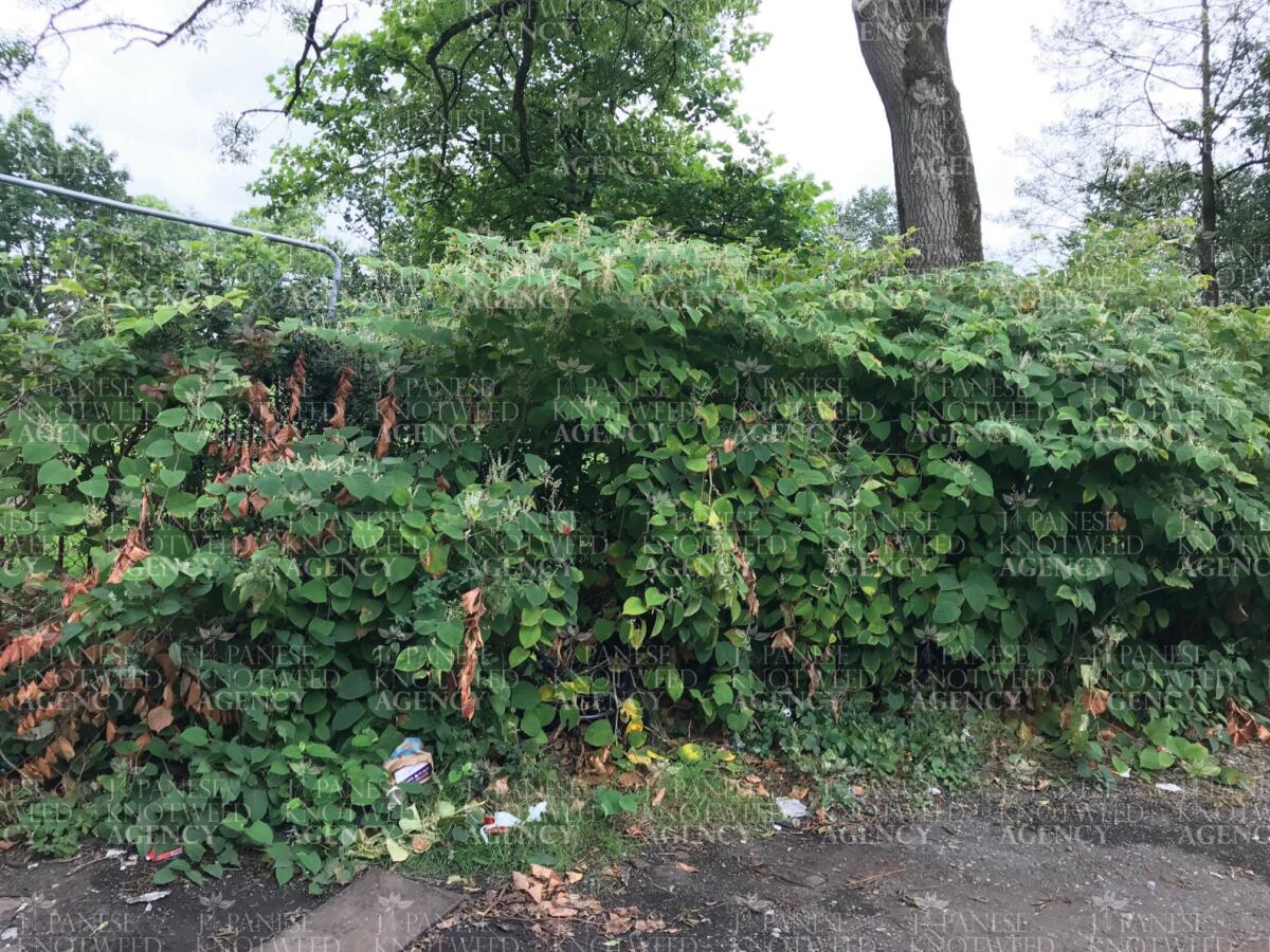 Significant Japanese Knotweed overgrowth obstructing a pathway, requiring immediate professional excavation and removal.