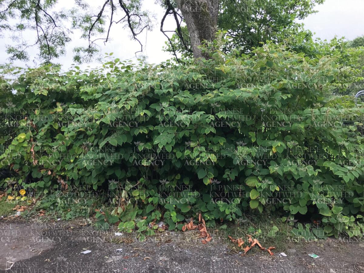 A thick stand of Japanese Knotweed, illustrating the characteristic shield-shaped leaves and dense foliage for identification.