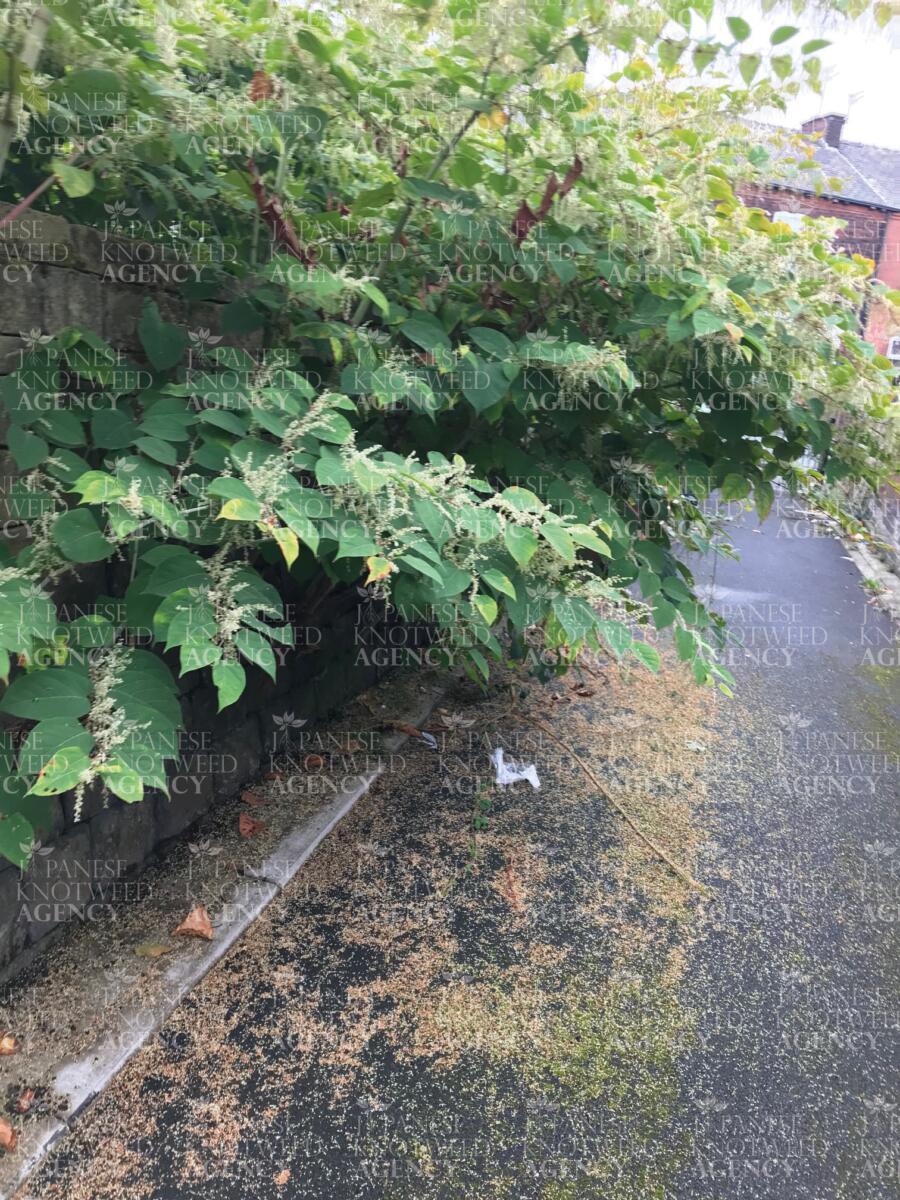 Japanese Knotweed plants spreading across a public footpath, requiring chemical treatment or excavation services.