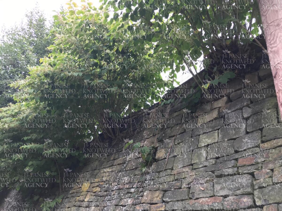 Japanese Knotweed shoots emerging through a historic stone wall, causing potential structural damage and requiring intervention.