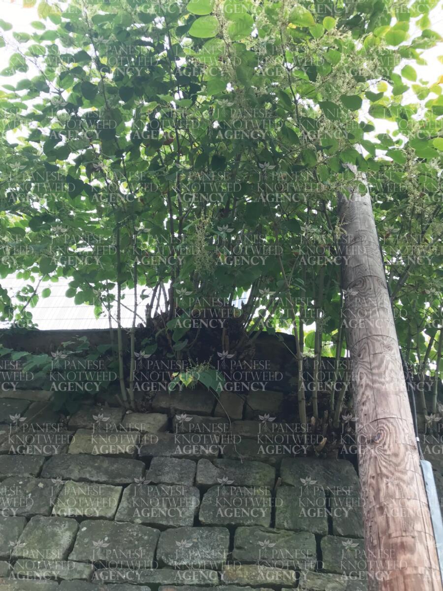 A large Japanese Knotweed plant climbing against a stone boundary wall, highlighting the invasive nature of the plant.