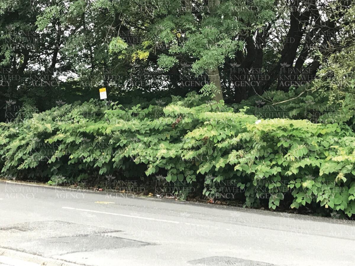A long, dense stretch of Japanese Knotweed acting as a hedge along a public roadside, requiring professional control.