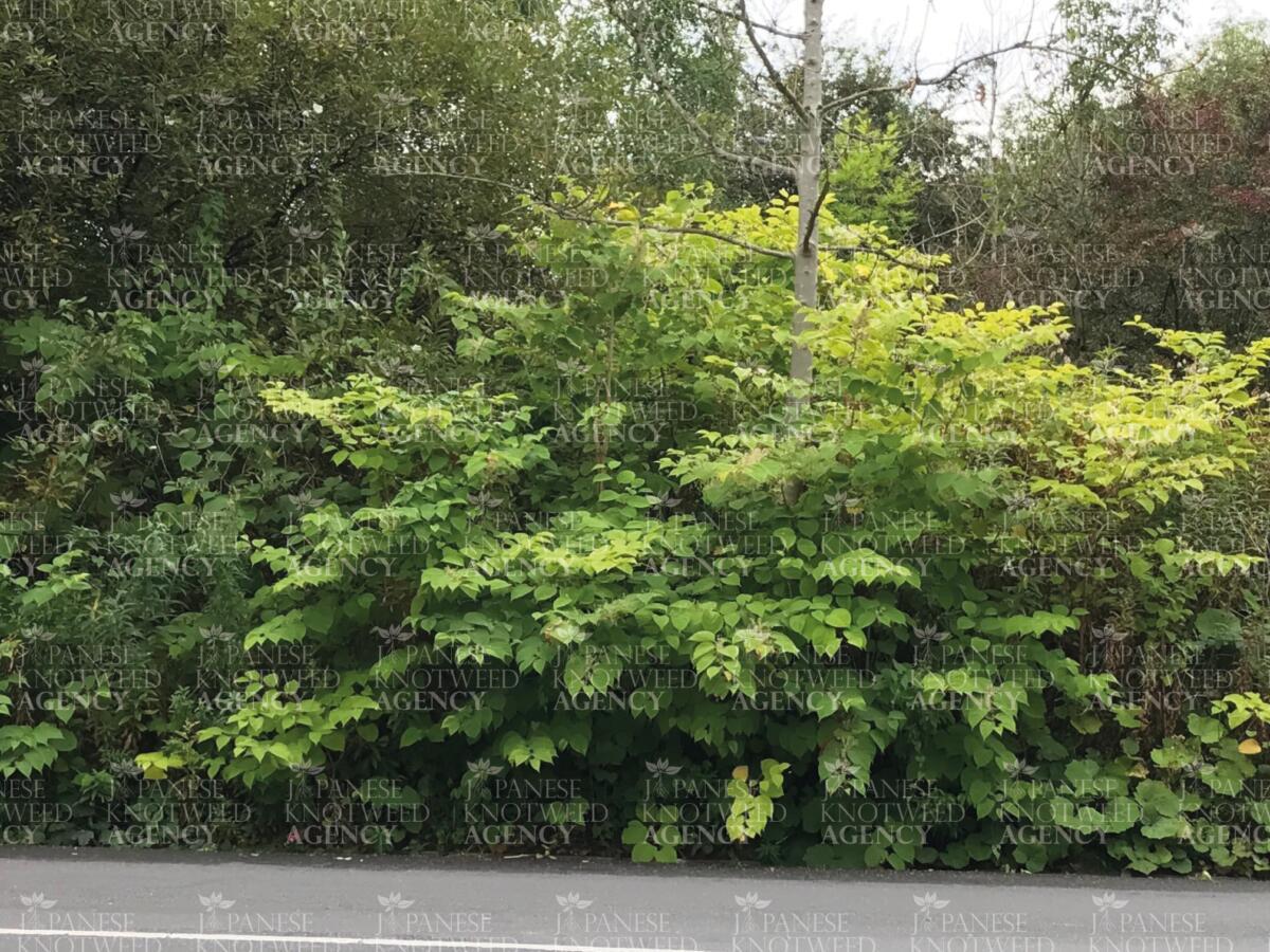 A large Japanese Knotweed infestation along a roadside, demonstrating the invasive nature of the plant.
