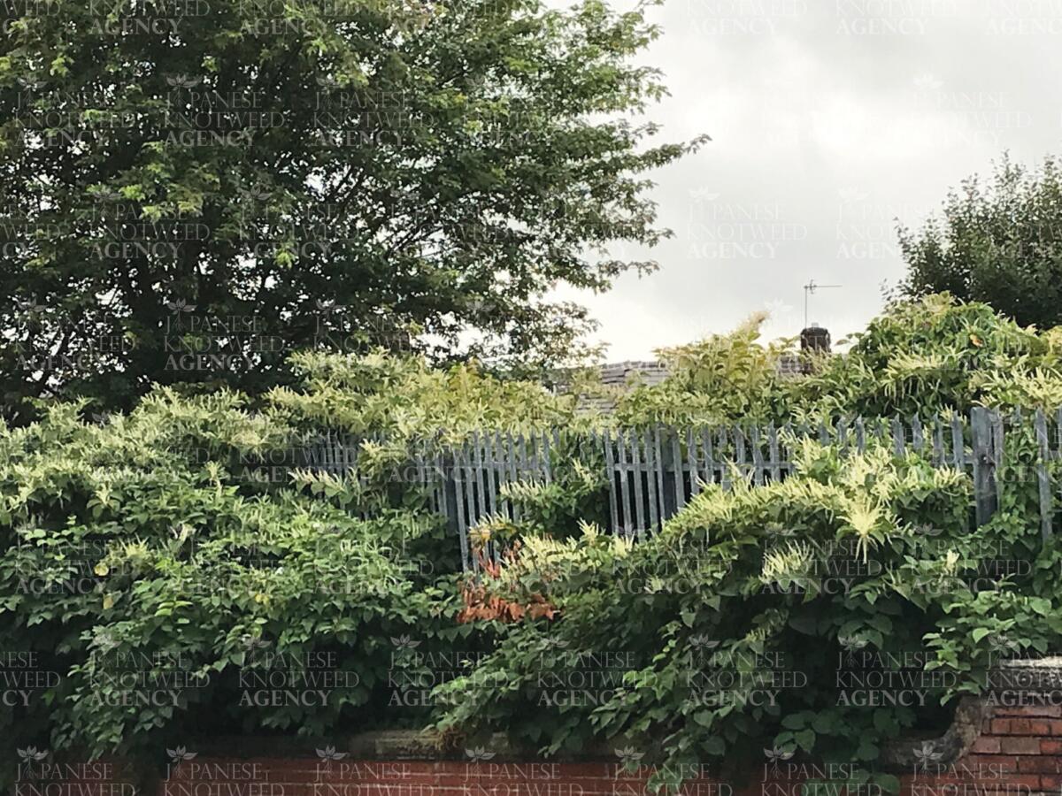 Japanese Knotweed growing against a boundary wall, representing a common site survey finding.