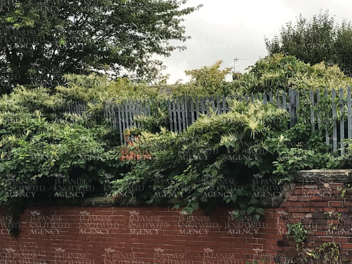 Extensive Japanese Knotweed stand spreading over a brick wall and metal fence, demonstrating the need for professional treatment.