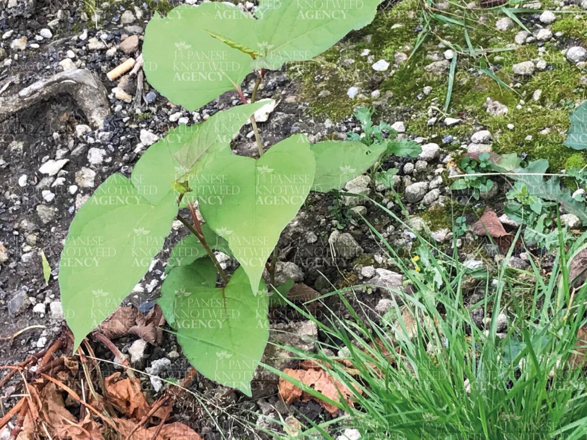 Young Japanese Knotweed shoot emerging from rocky ground, critical for early infestation detection.