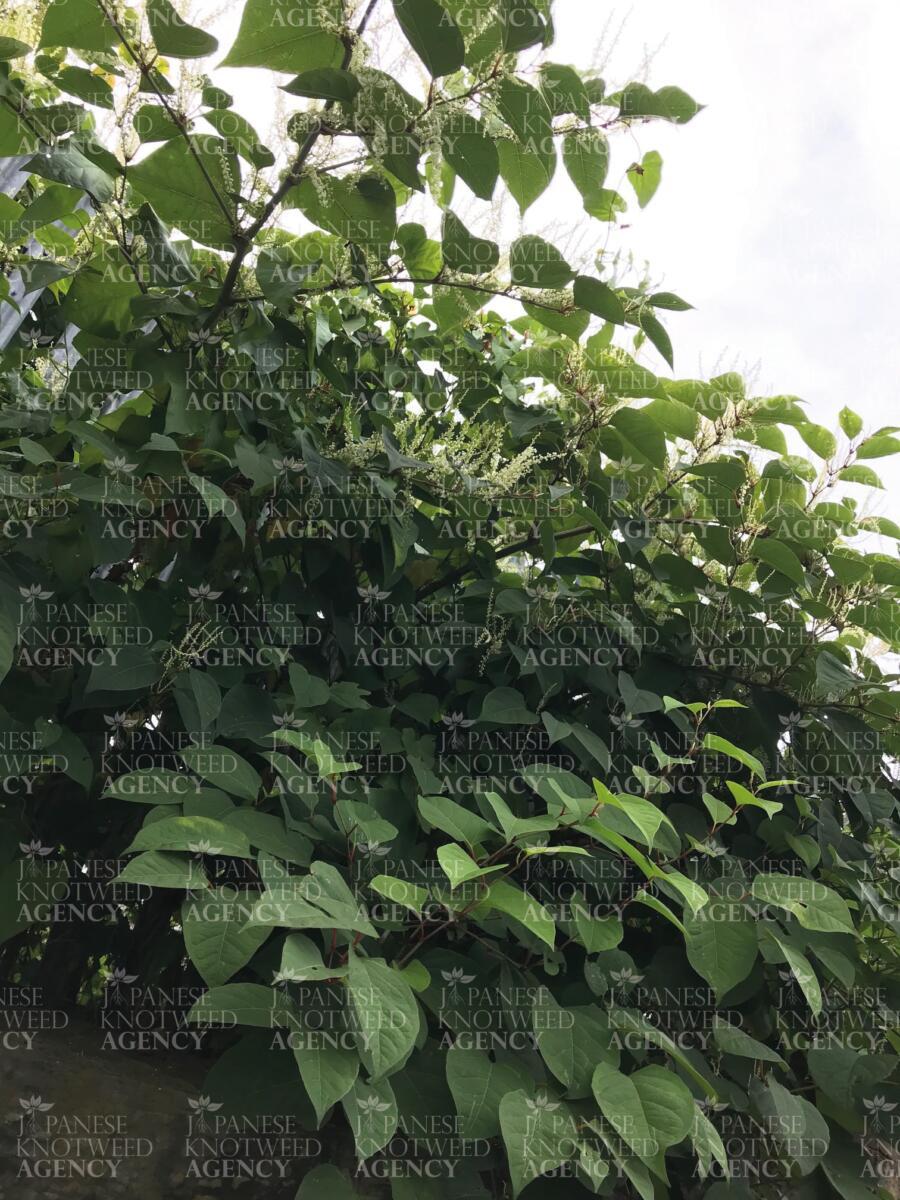 Close-up view of Japanese Knotweed heart-shaped leaves and plume-like flowers for accurate plant identification.