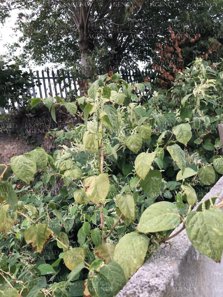 Detailed view of mature Japanese knotweed with characteristic heart-shaped leaves and creamy white flower tassels.